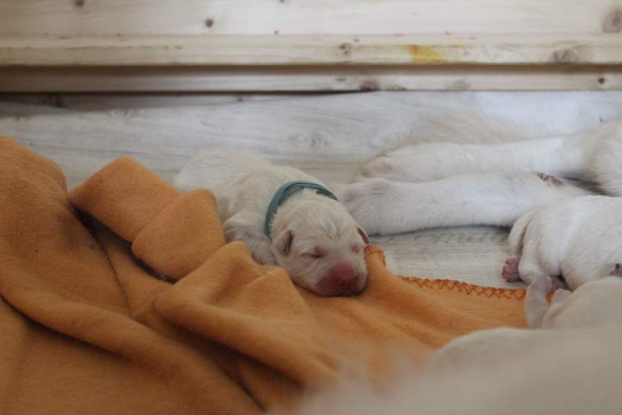 Hunde