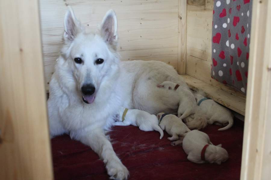 Hunde
