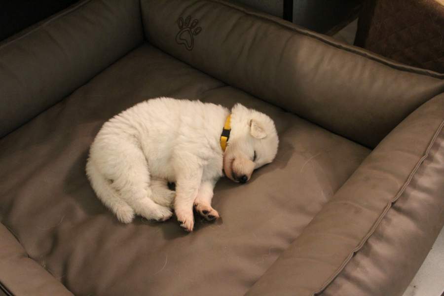 Hunde