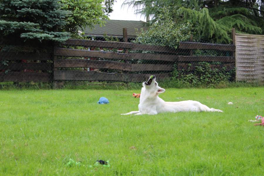 Hunde