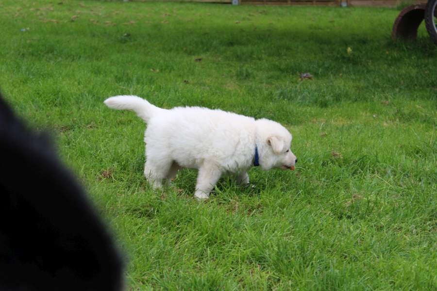 Hunde