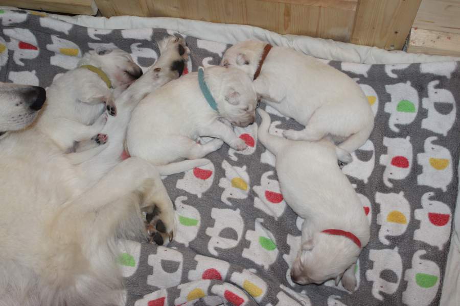 Hunde
