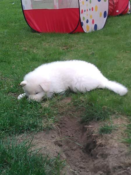 Hunde