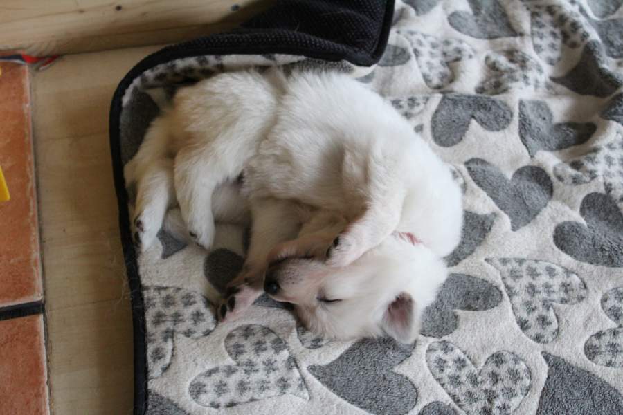 Hunde