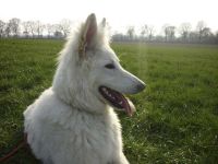 Hunde