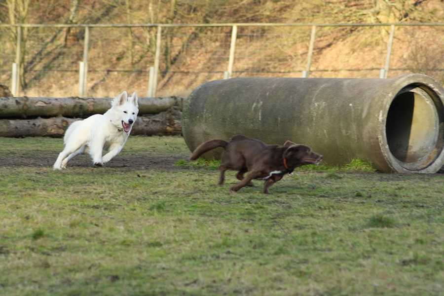 Hunde