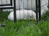 Hunde