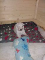 Hunde